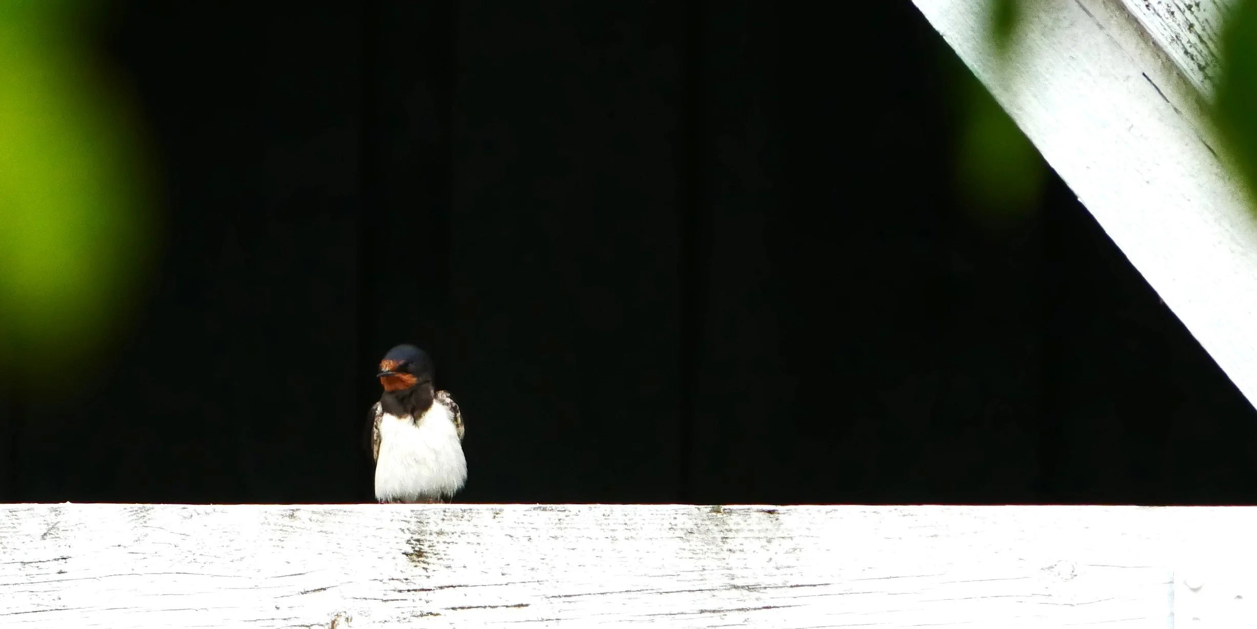 Barn swallow - Baltic sea - 2026