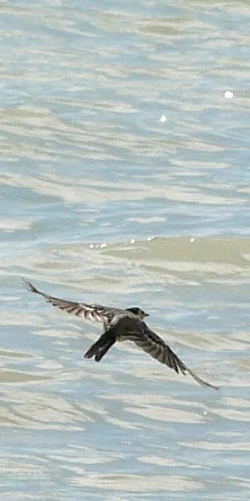 Western house martin - Møn - 2026 