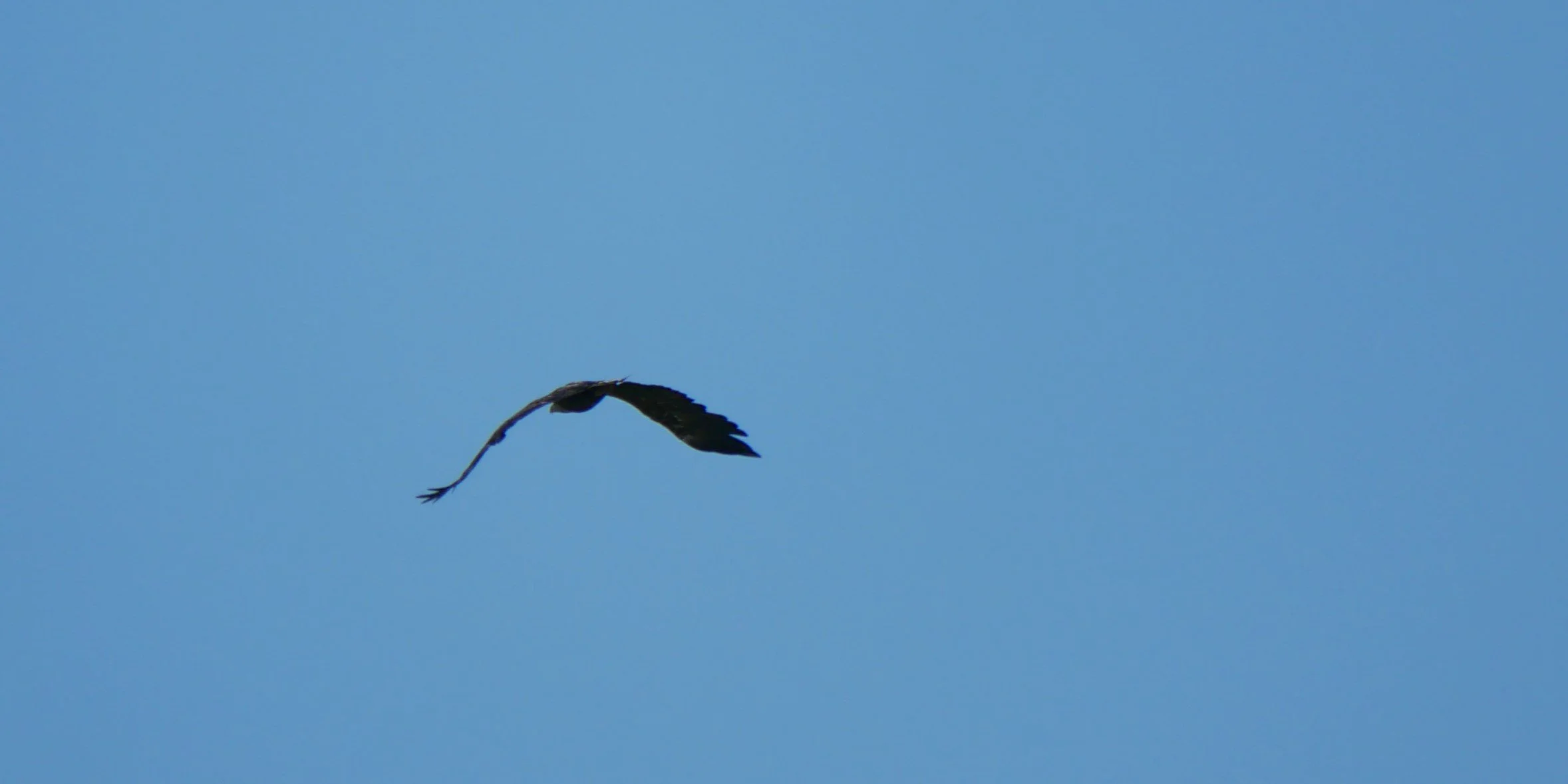 The queen of the sky 6 - White-tailed eagle - Funen - 2026