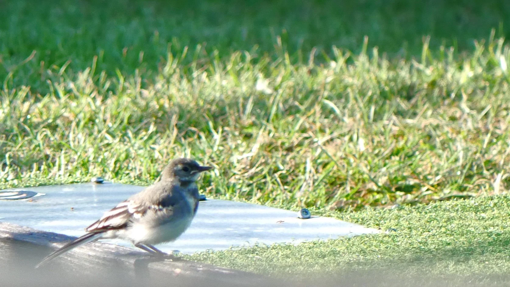 Juvenile White Wagtail - Baltic sea - 2026