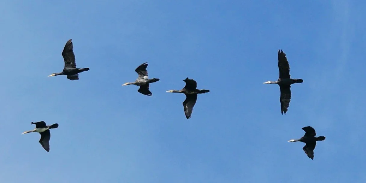 Great cormorants 2 - Møn - 2026