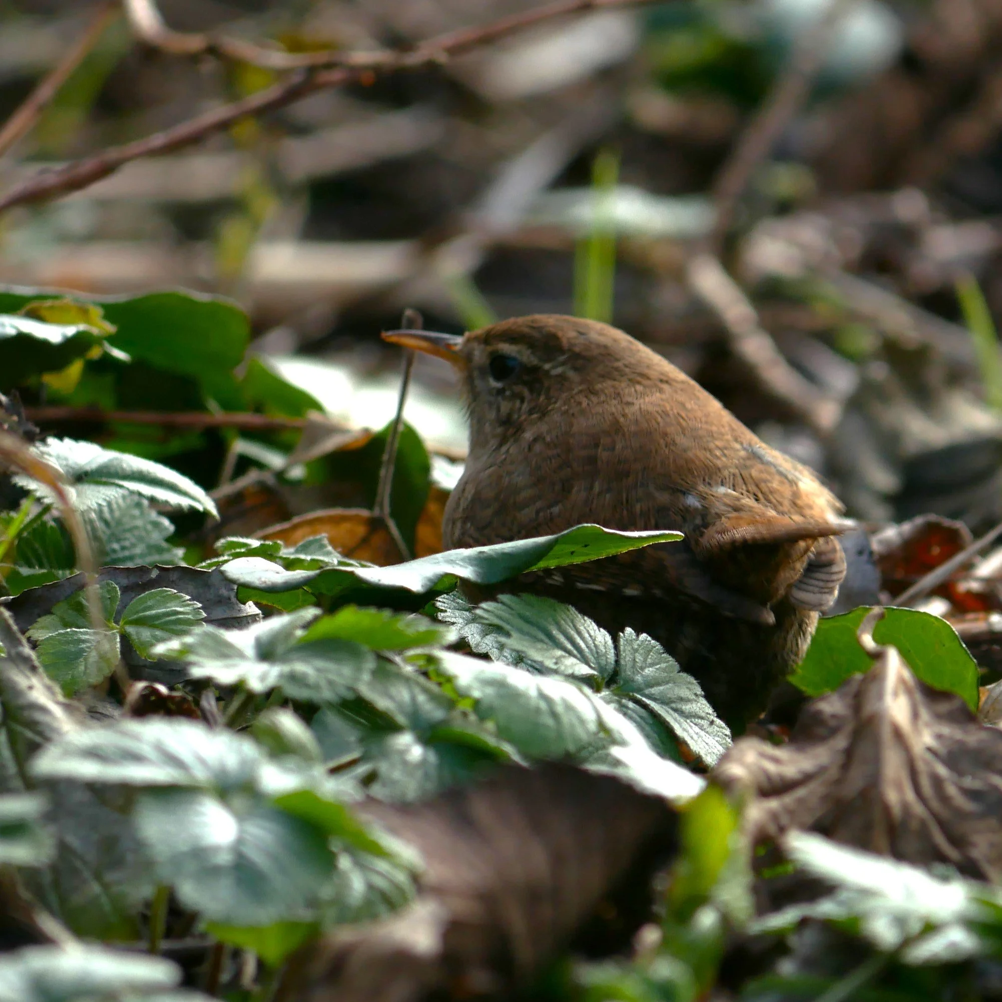 Eurasian wren - Noord-Holland