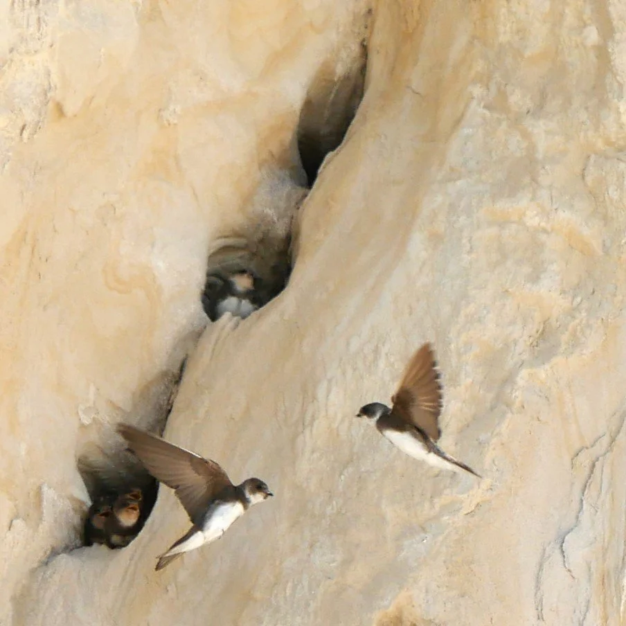Let's eat! 2 - Western house martin - Møn - 2026 