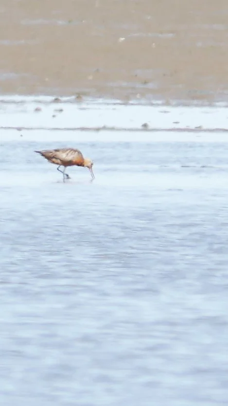 Red Knot - Wadden sea - 2026