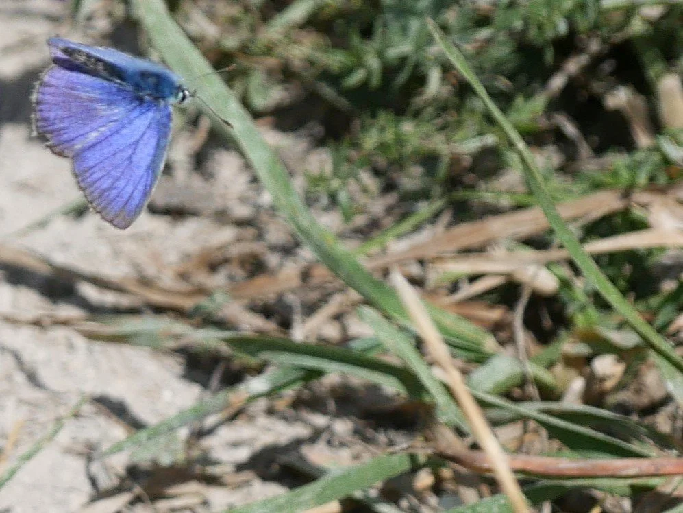 Common blue - Møn - 2026 