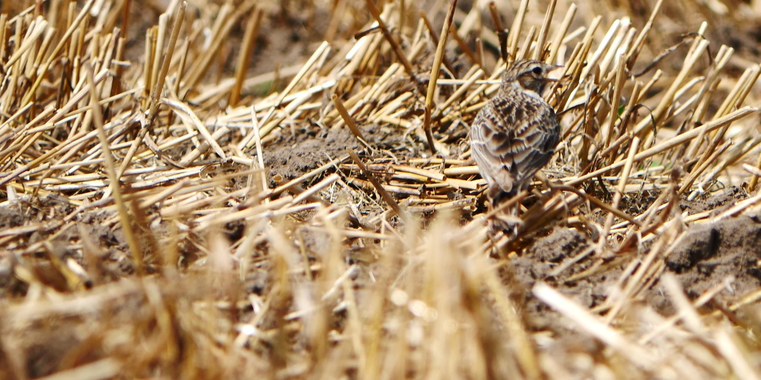 Talent for camouflage 3 - Woodlark - Baltic sea - 2026