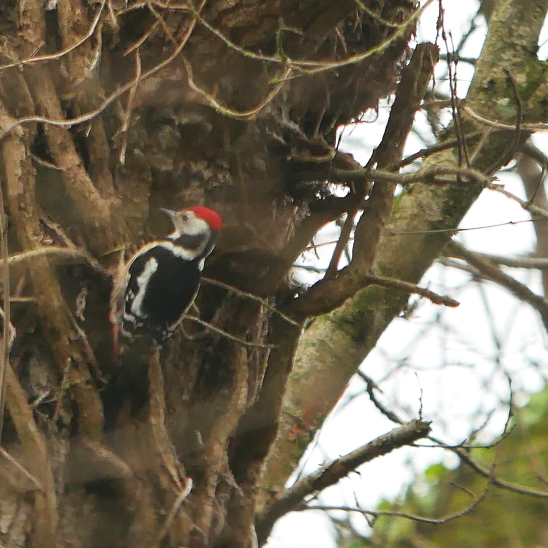 Middle spotted woodpecker - Brittany