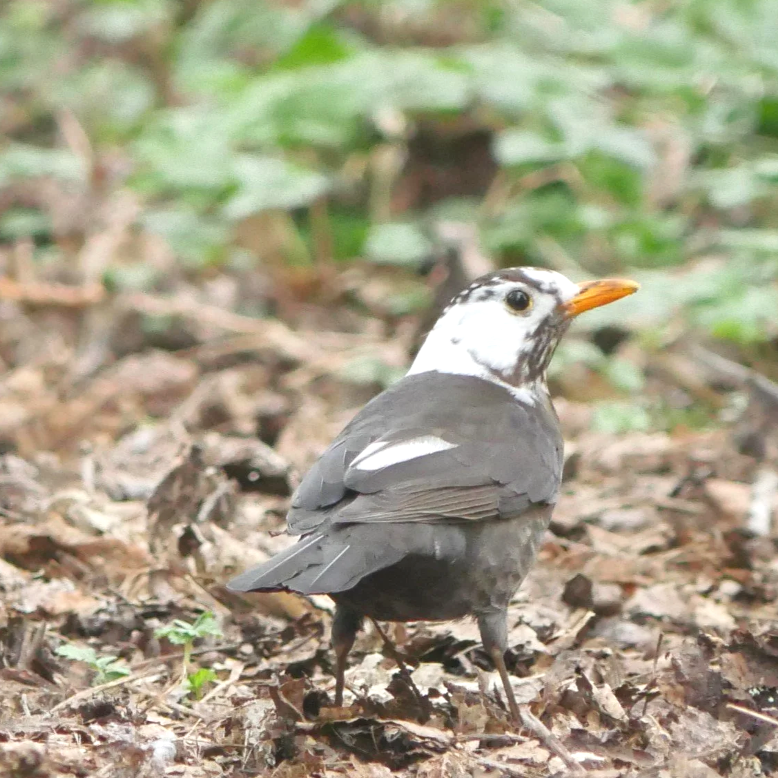 Blackbird - North Holland