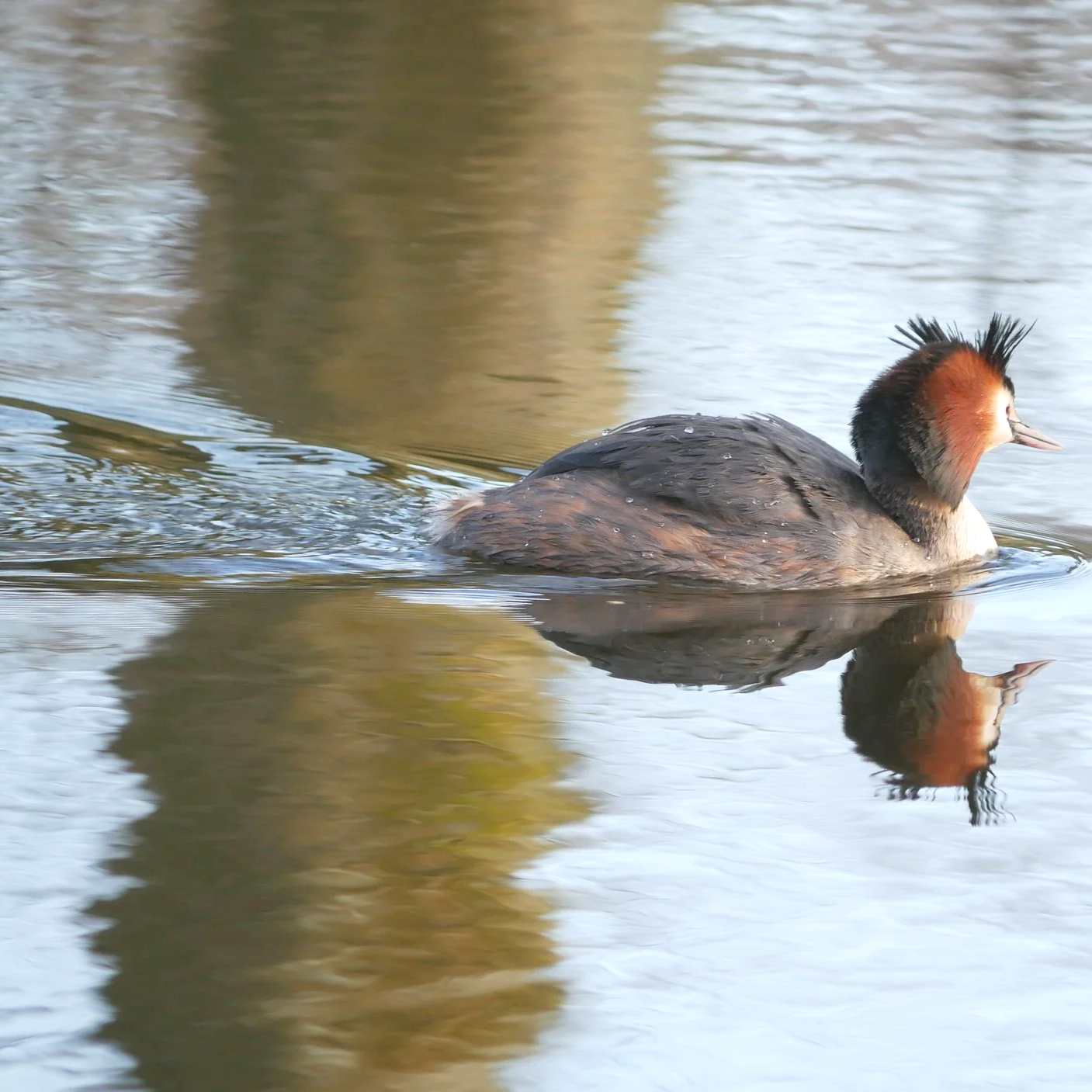 Crested grebe - North Holland