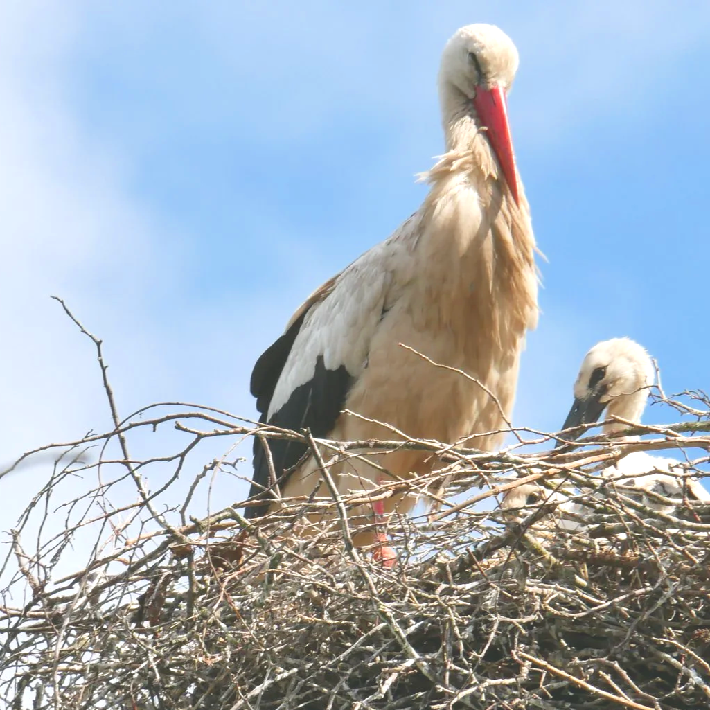 Stork - Netherlands