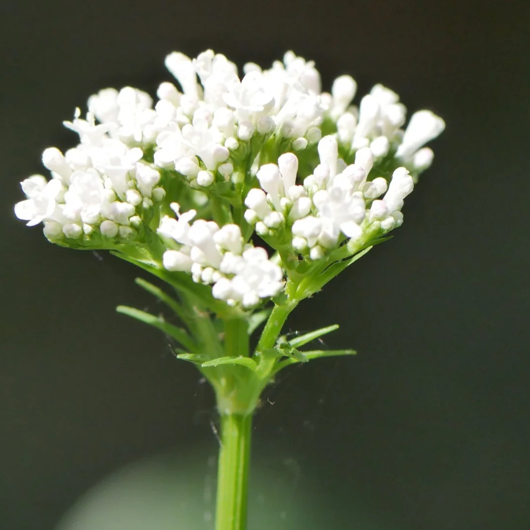 Valeriana - North Holland