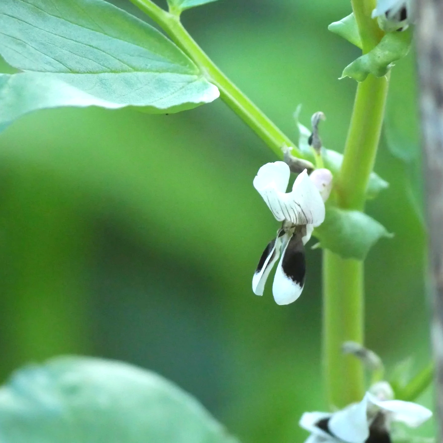 Fava bean - North Holland