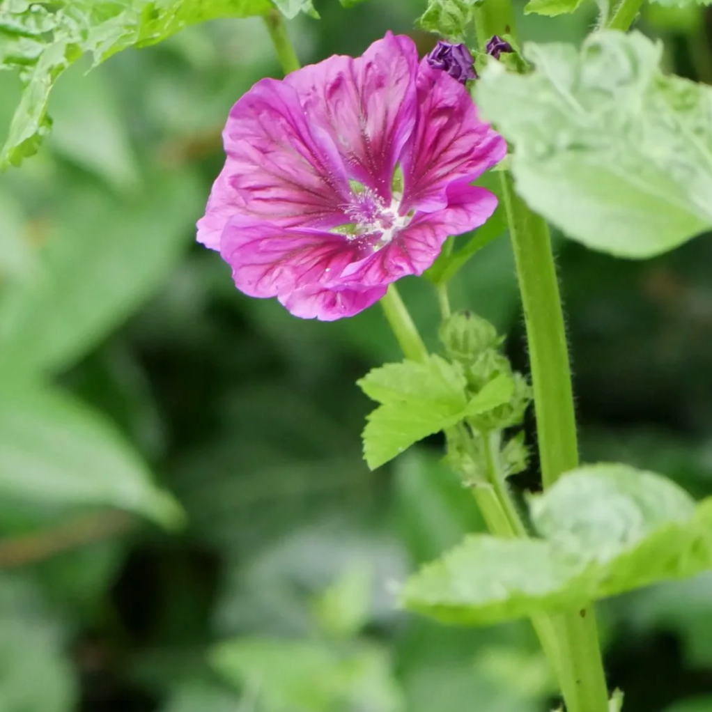 Common Mallow - North Holland