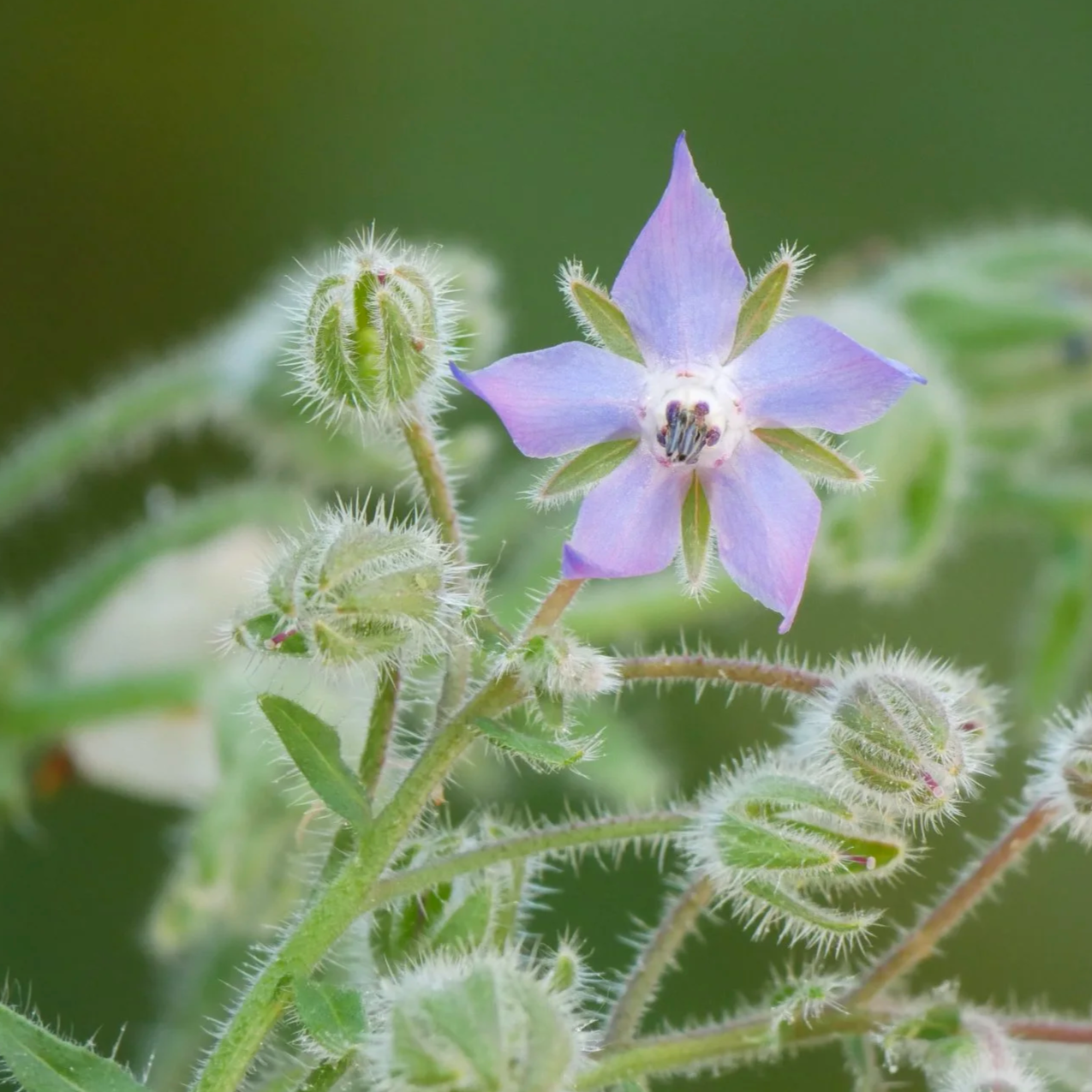 Borago - North Holland