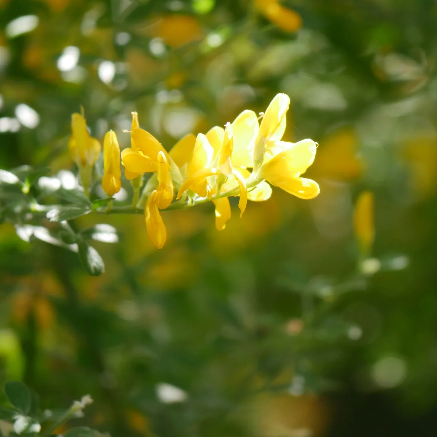 Dyer's greenweed - North Holland