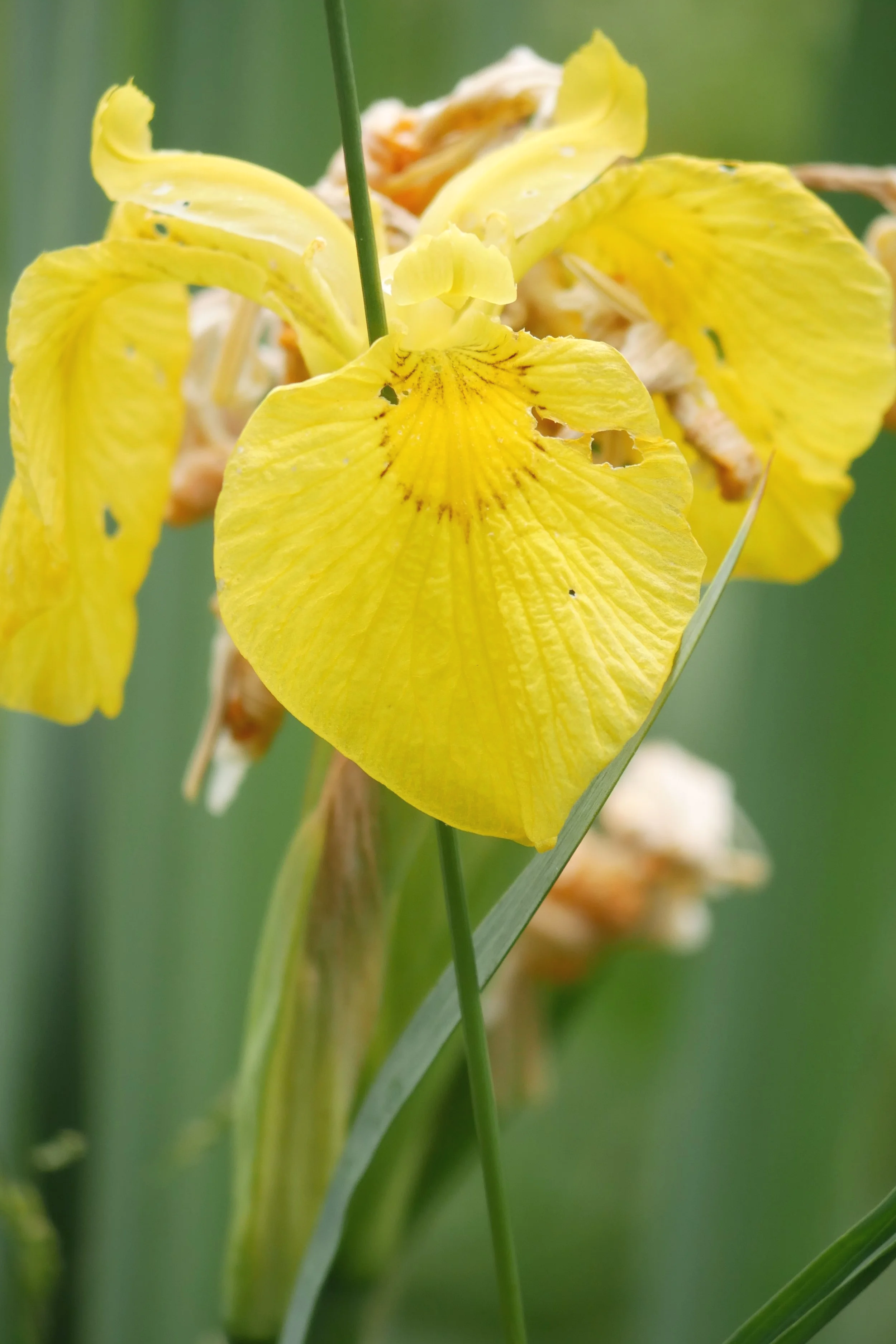 Iris - North Holland