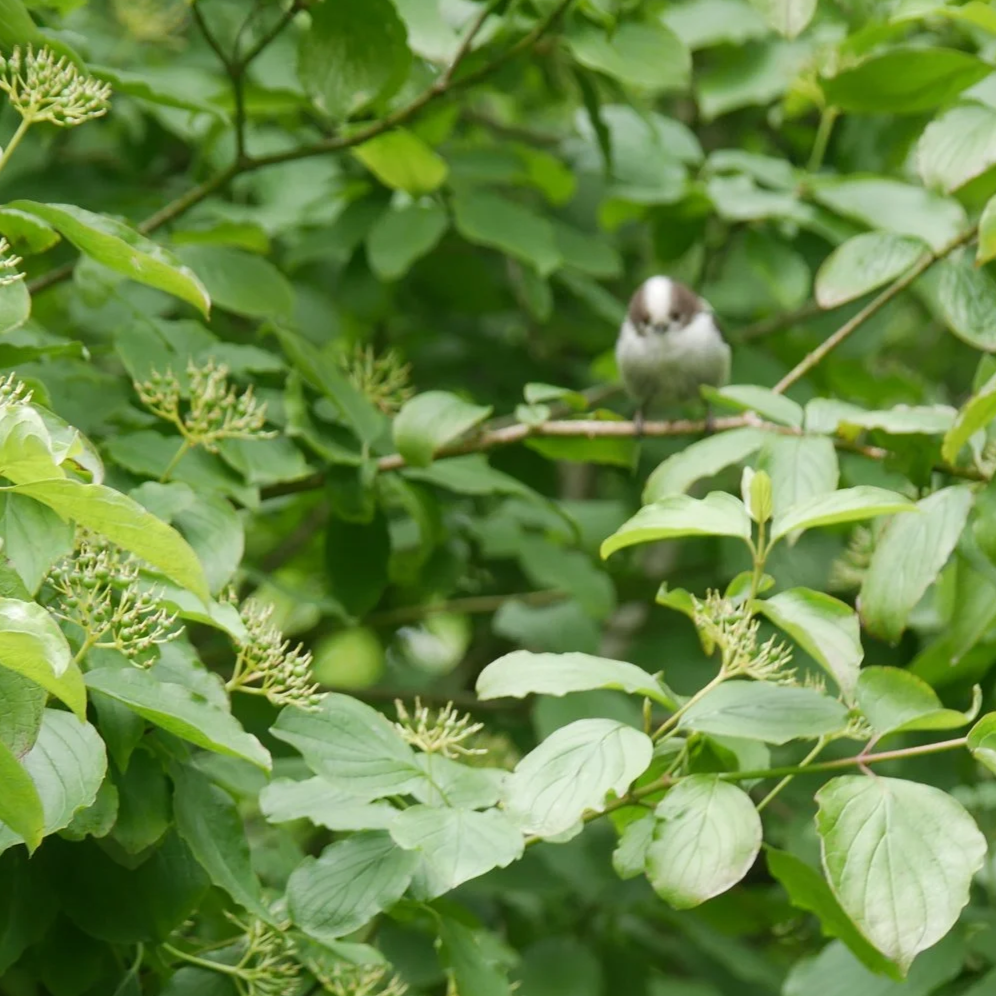 Long tailed tit - North Holland