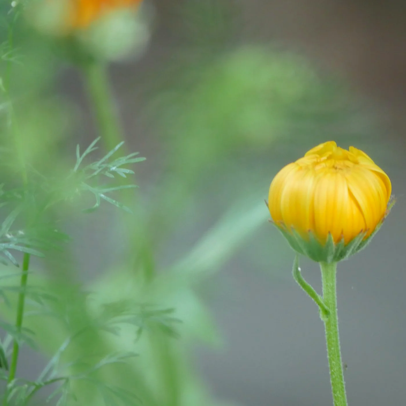 Calendulas - North Holand