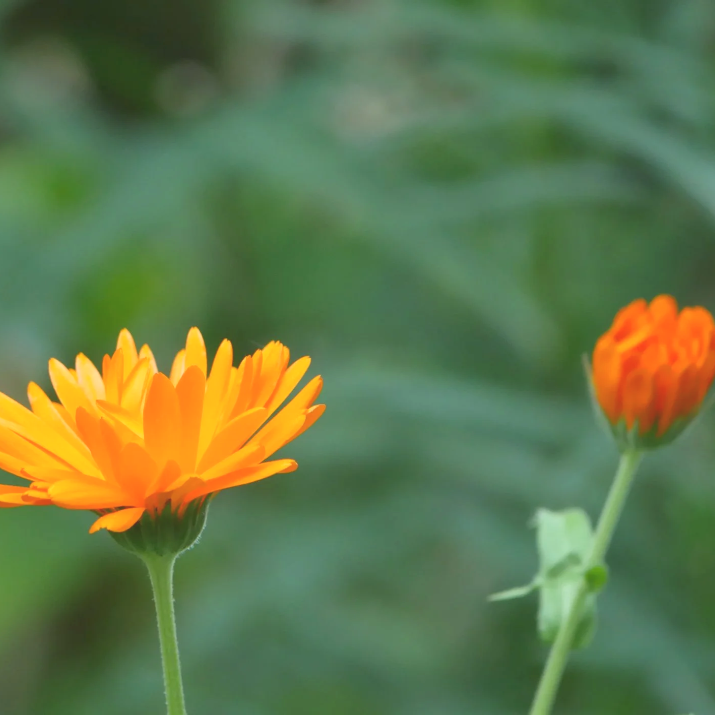 Calendulas - North Holand