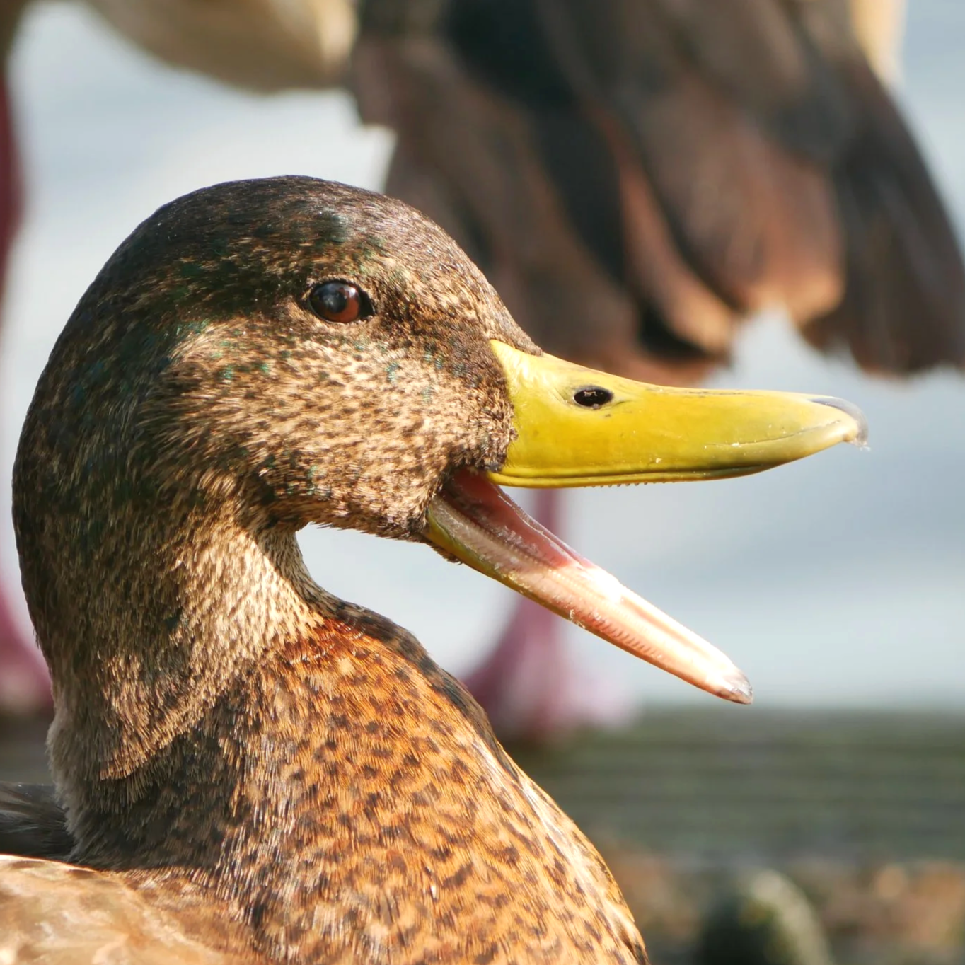 Mallard - North Holland