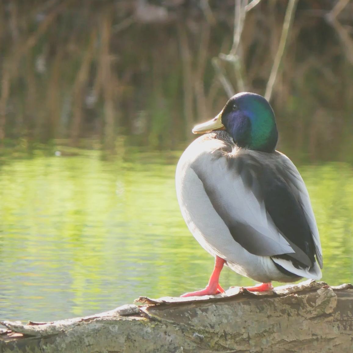 Mallard - North Holland