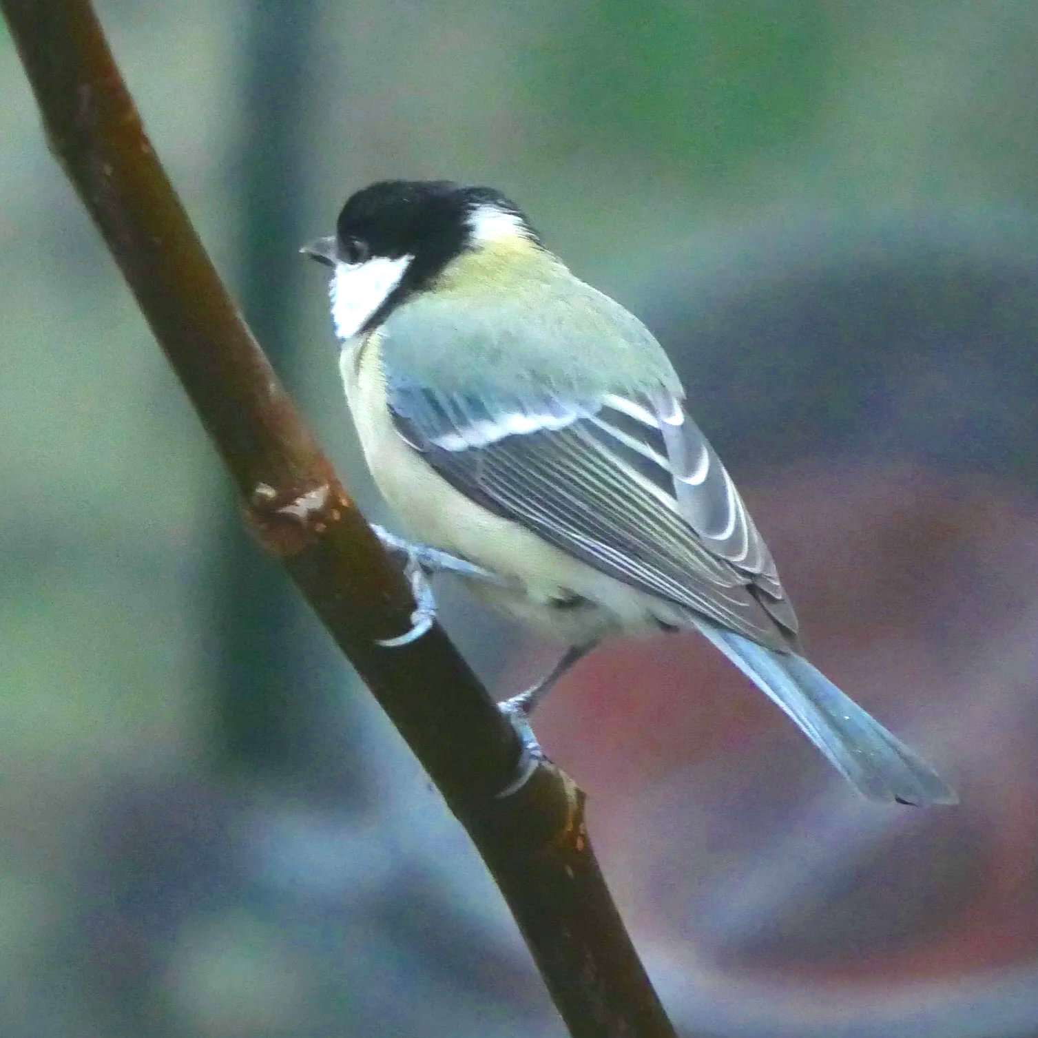 Great tit - North Holland