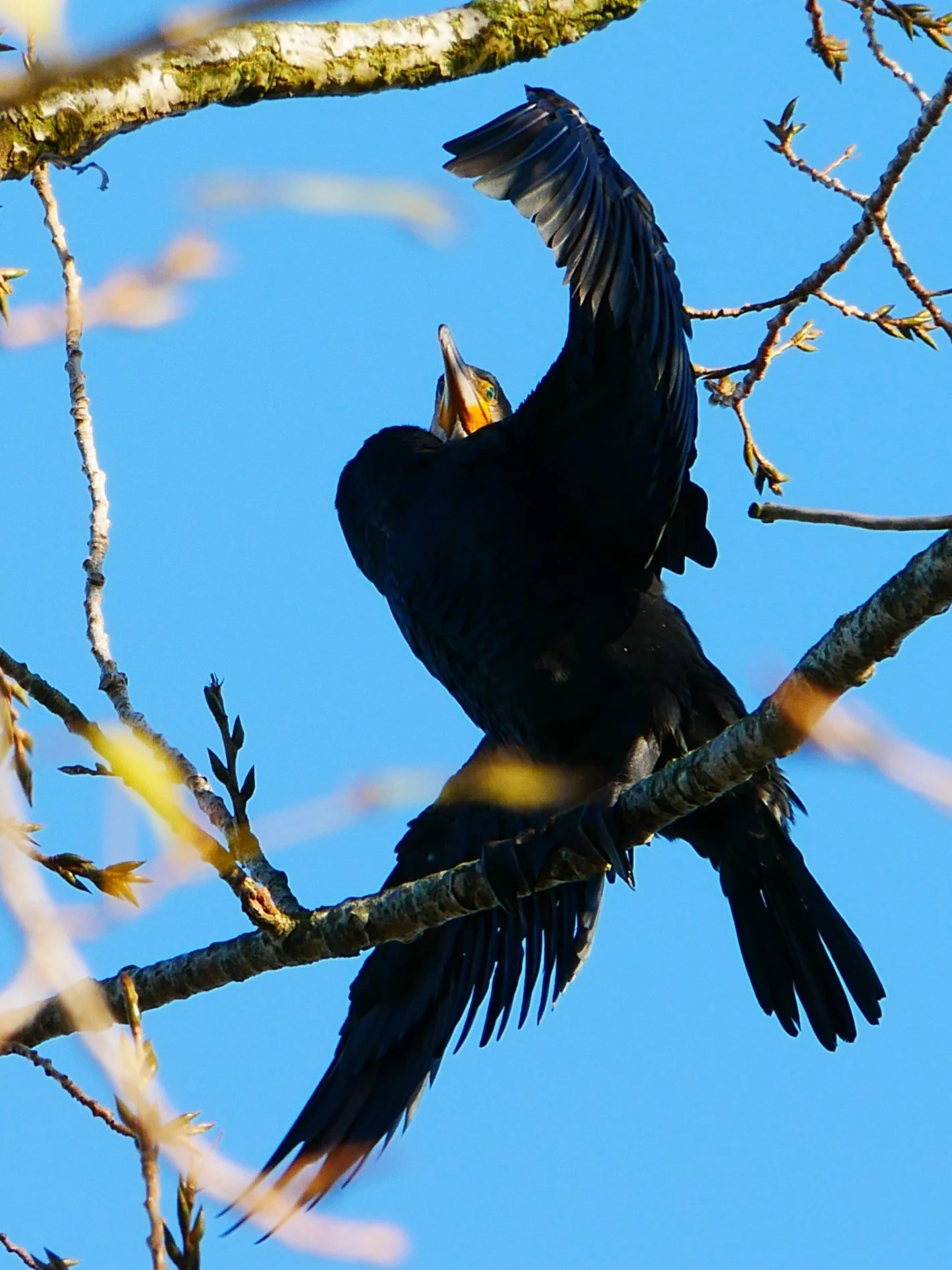 Cormoran - North Holland