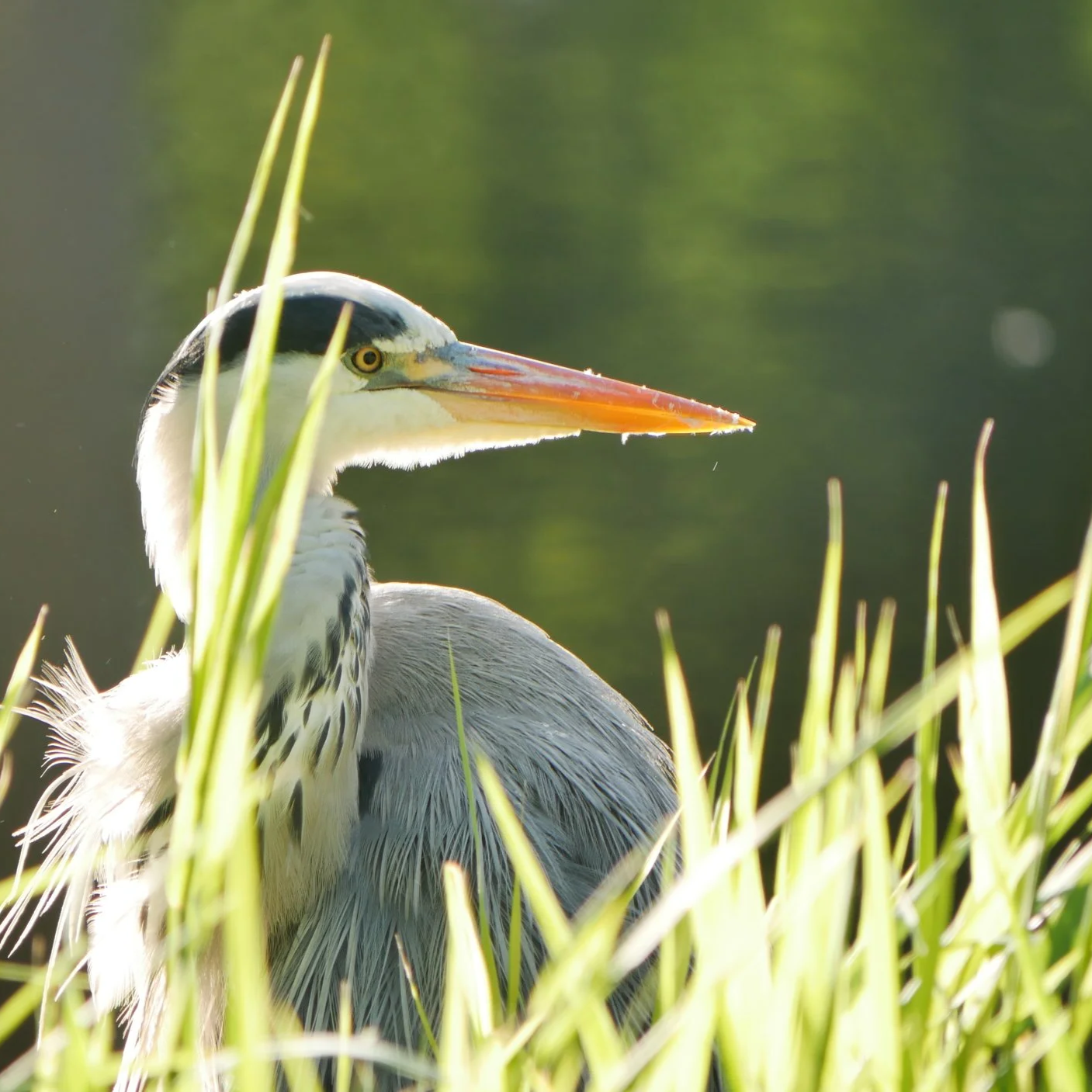 Grey heron - North Holland