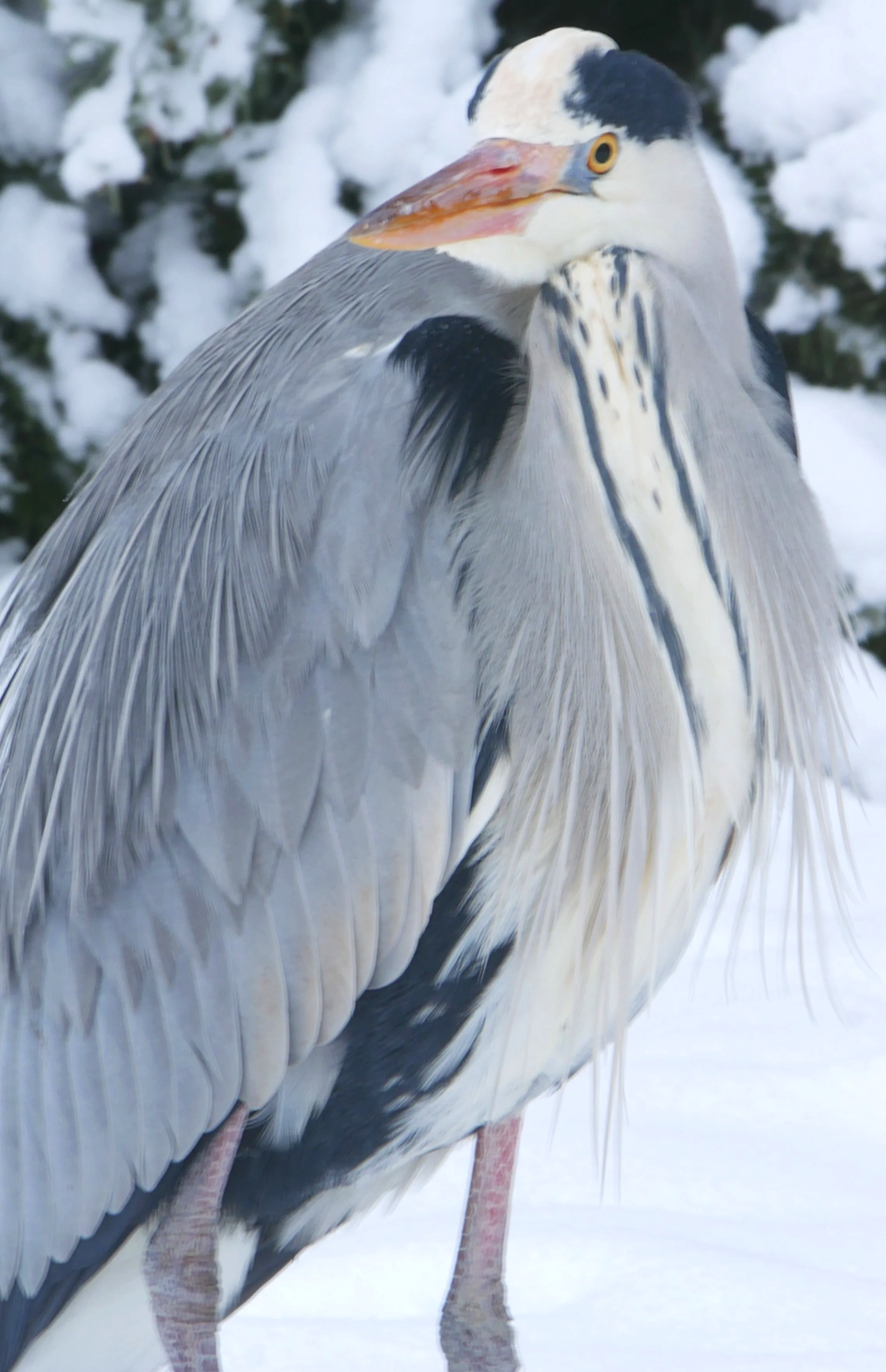 Grey heron in snow - Hoord-Holland