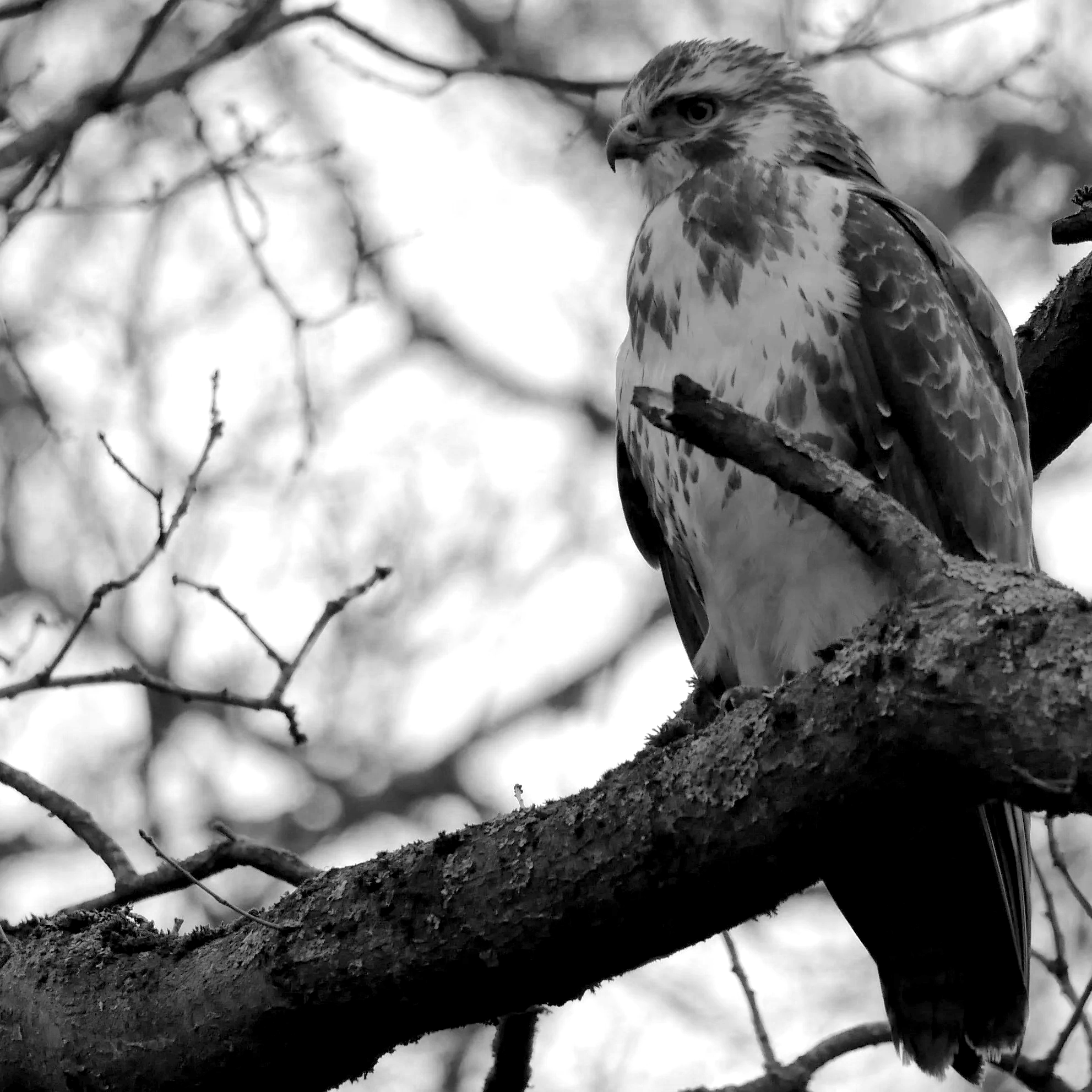 Common Buzzard - Nord Holland