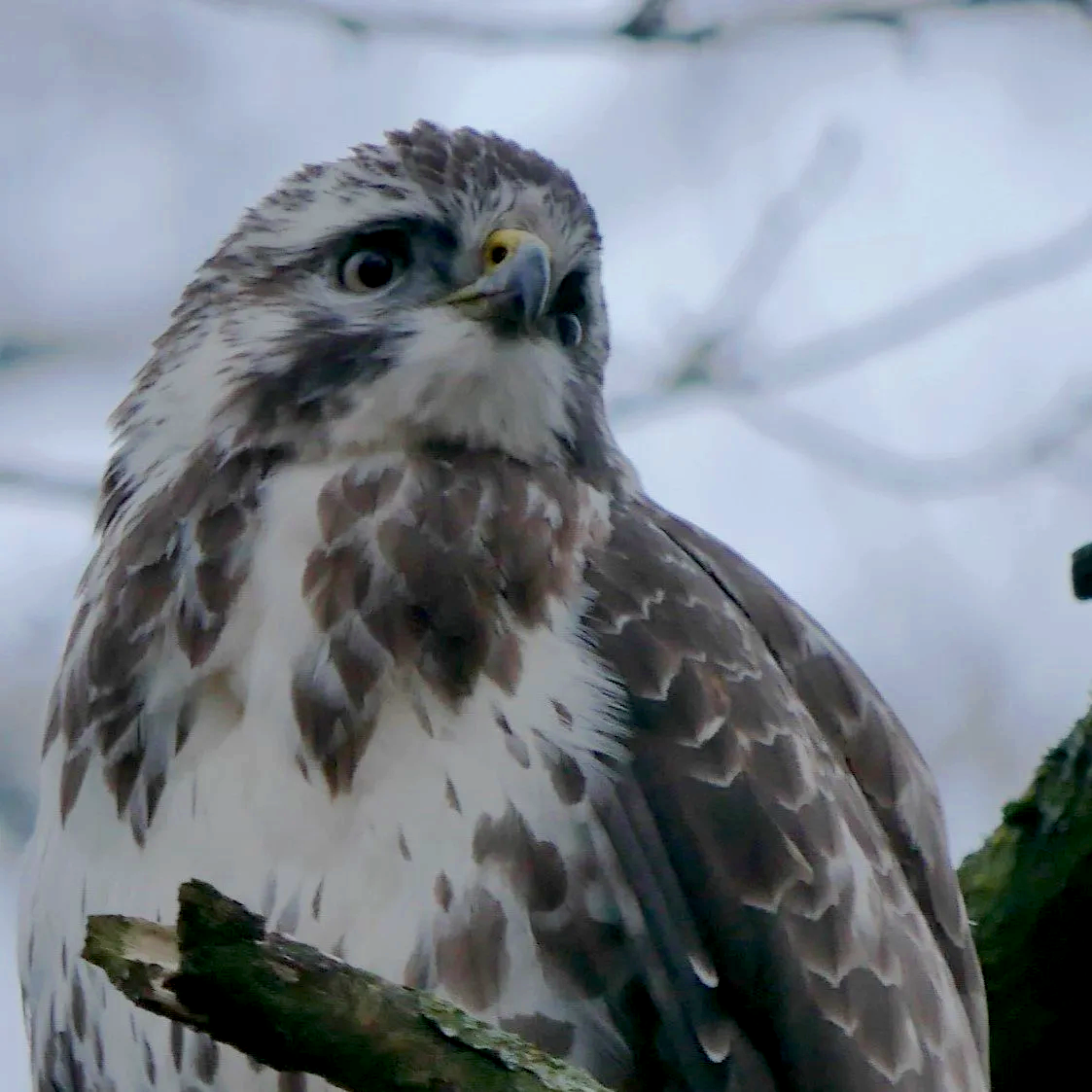 Common Buzzard - Nord Holland