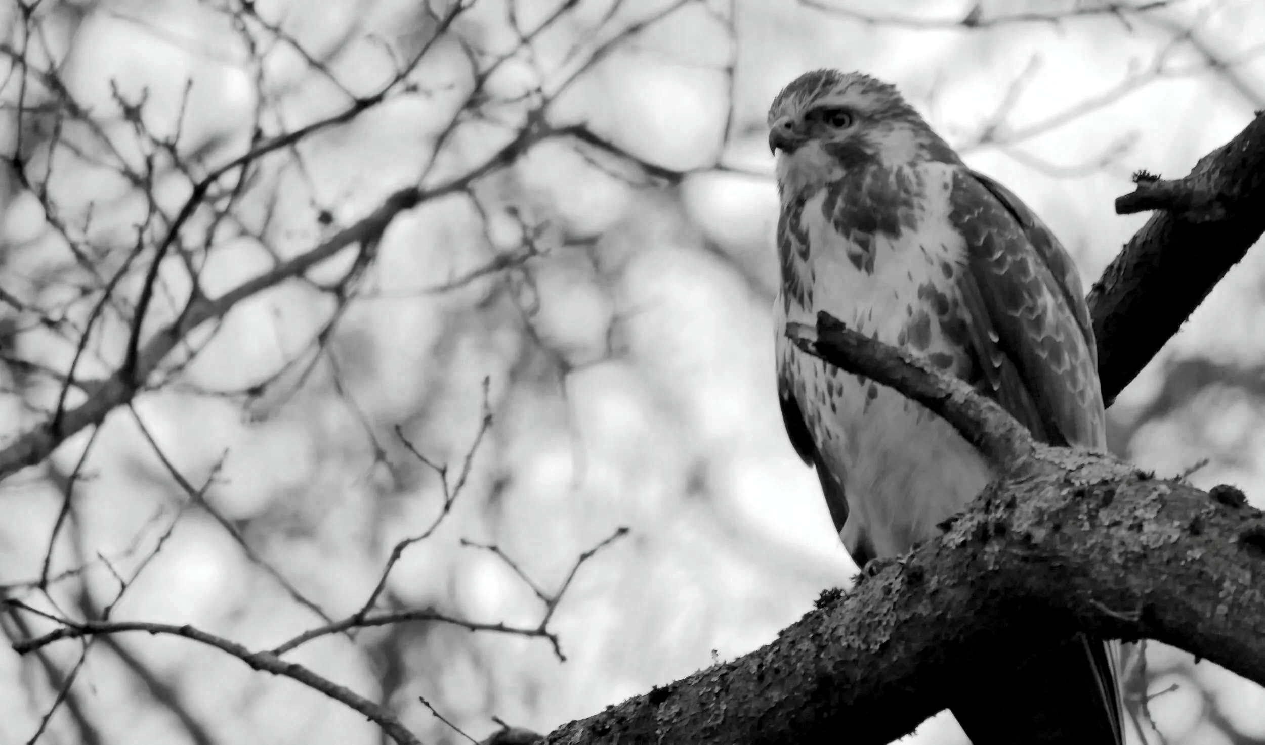 Common Buzzard - Nord Holland