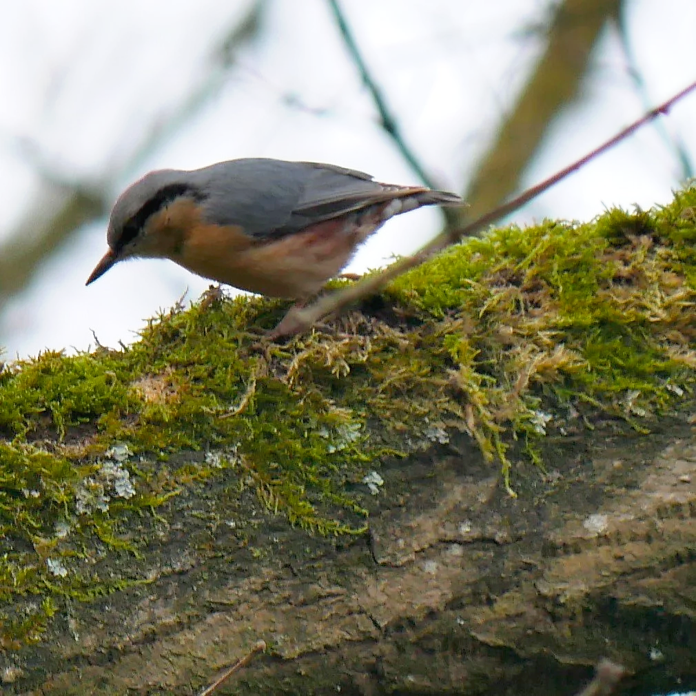 Eurasian Nuthatch - Noord Holland