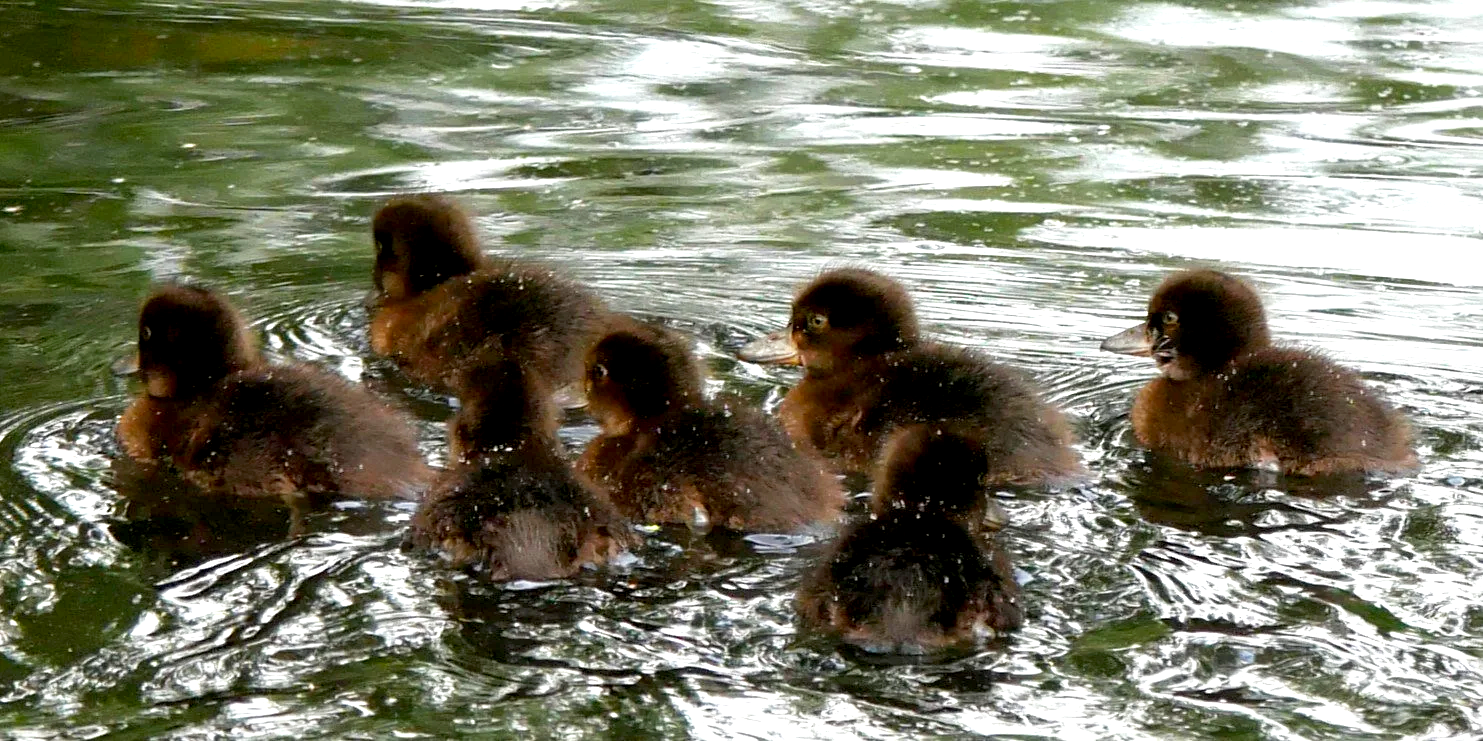 Tufted duck - Nord Holland - 2026