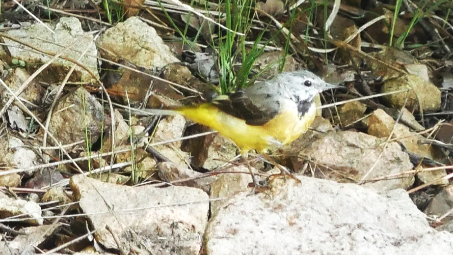Grey wagtail - Dordogne