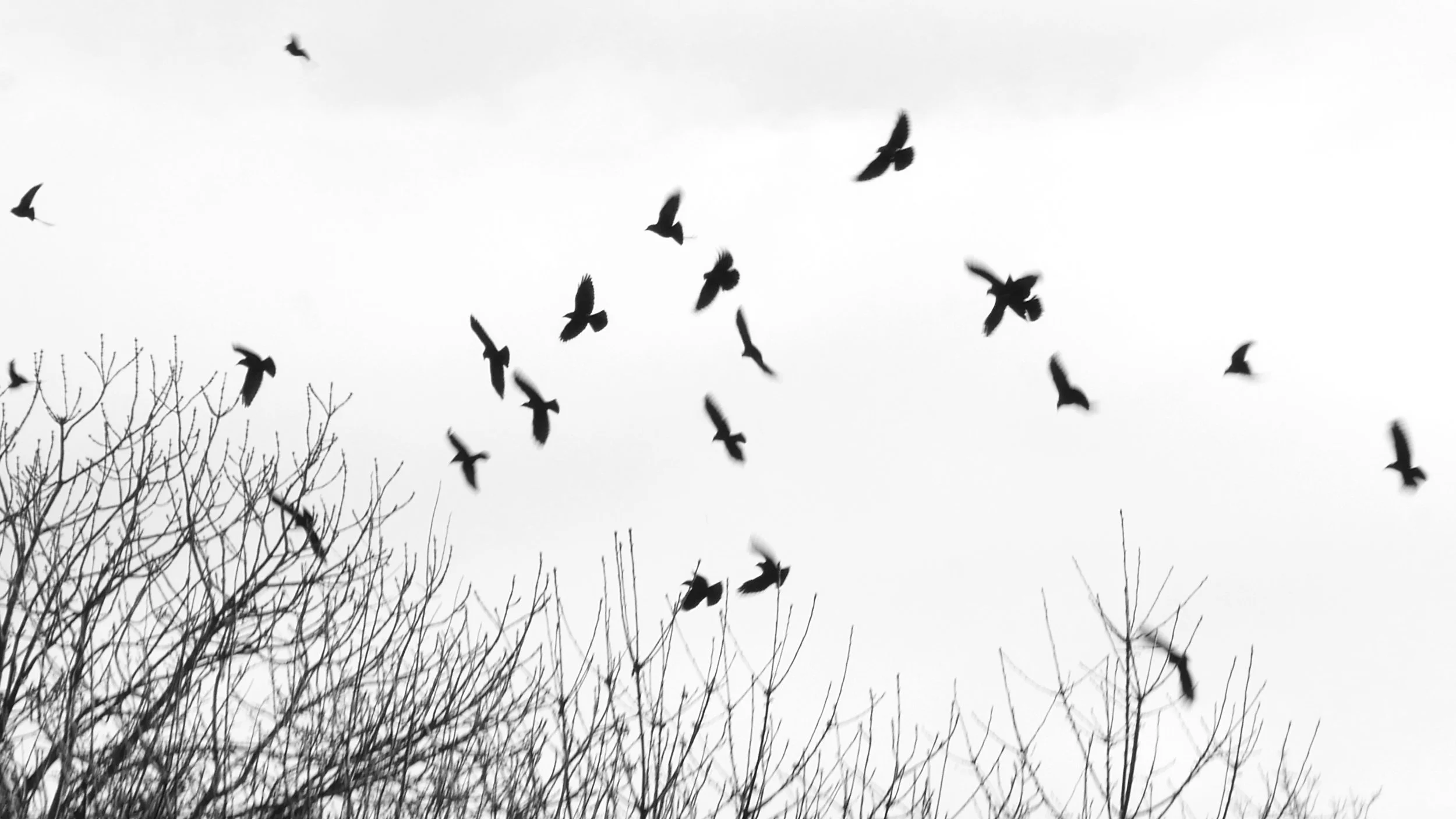 Jackdaws - Noord Holland