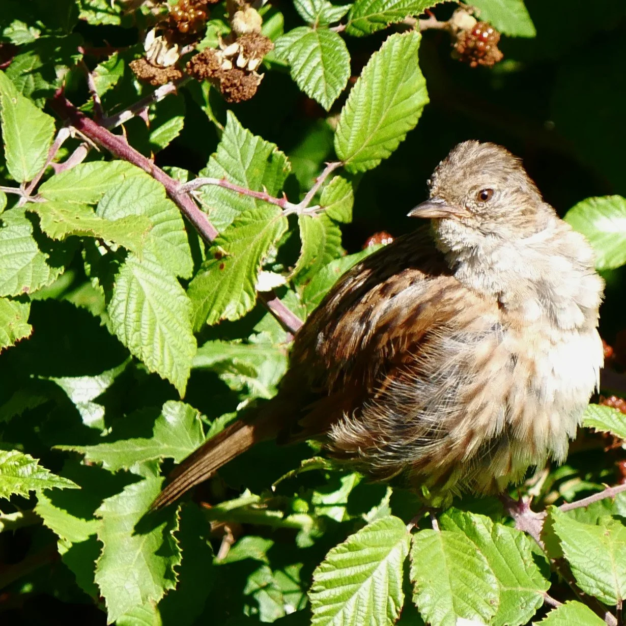 Juvenil Blackbird - Brittany - 2026