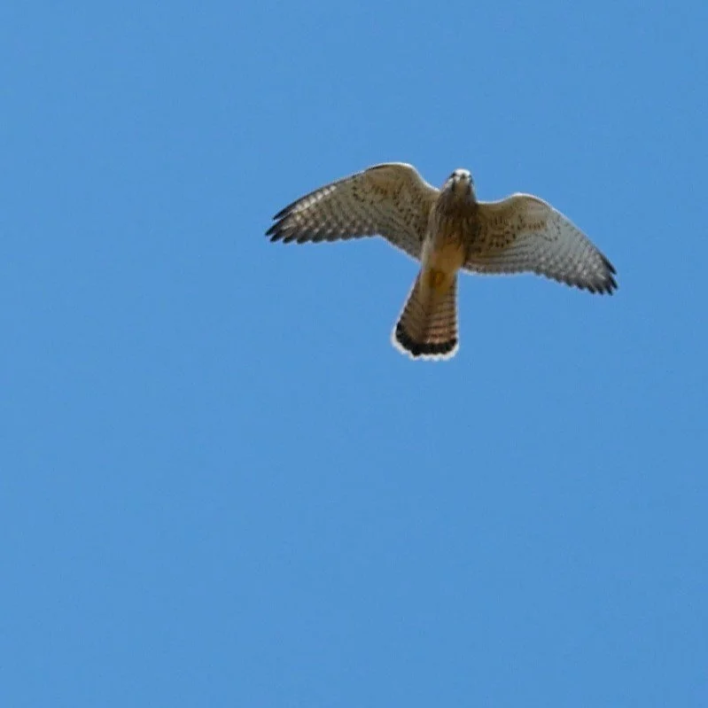 Common Kestrel 2 -Møn - 2026