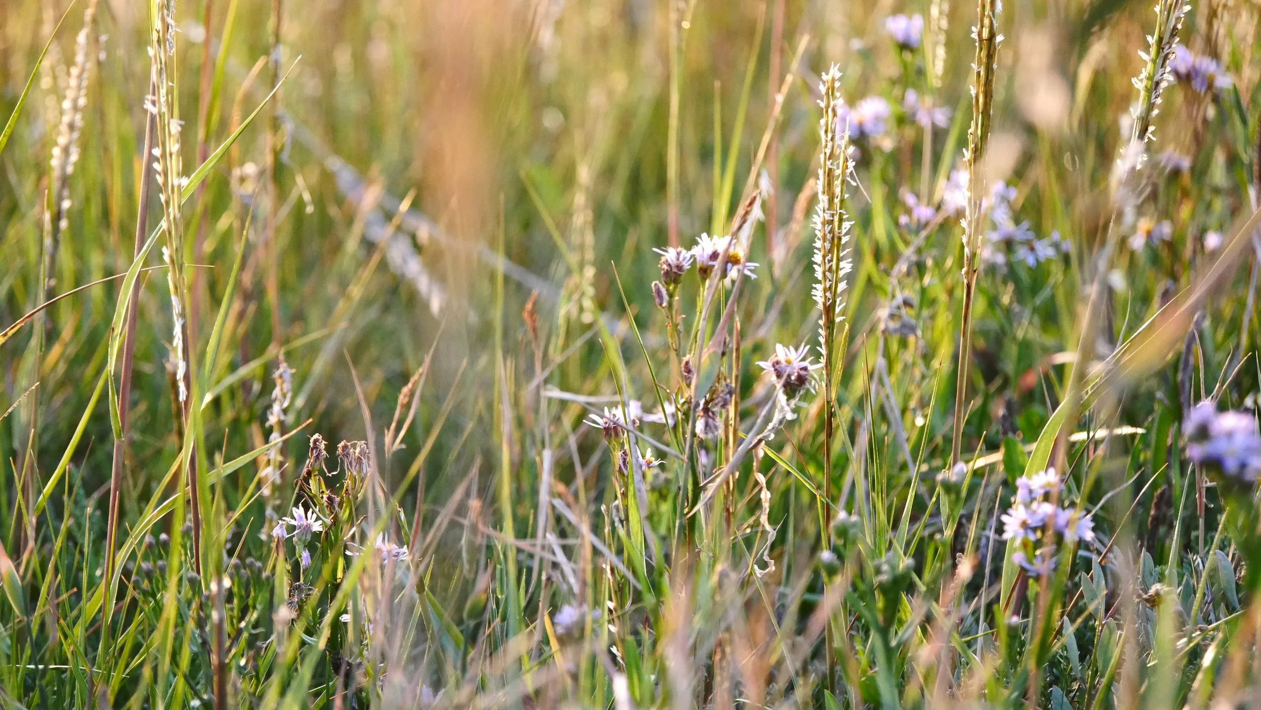 Gold in the meadow - Wadden sea - 2026
