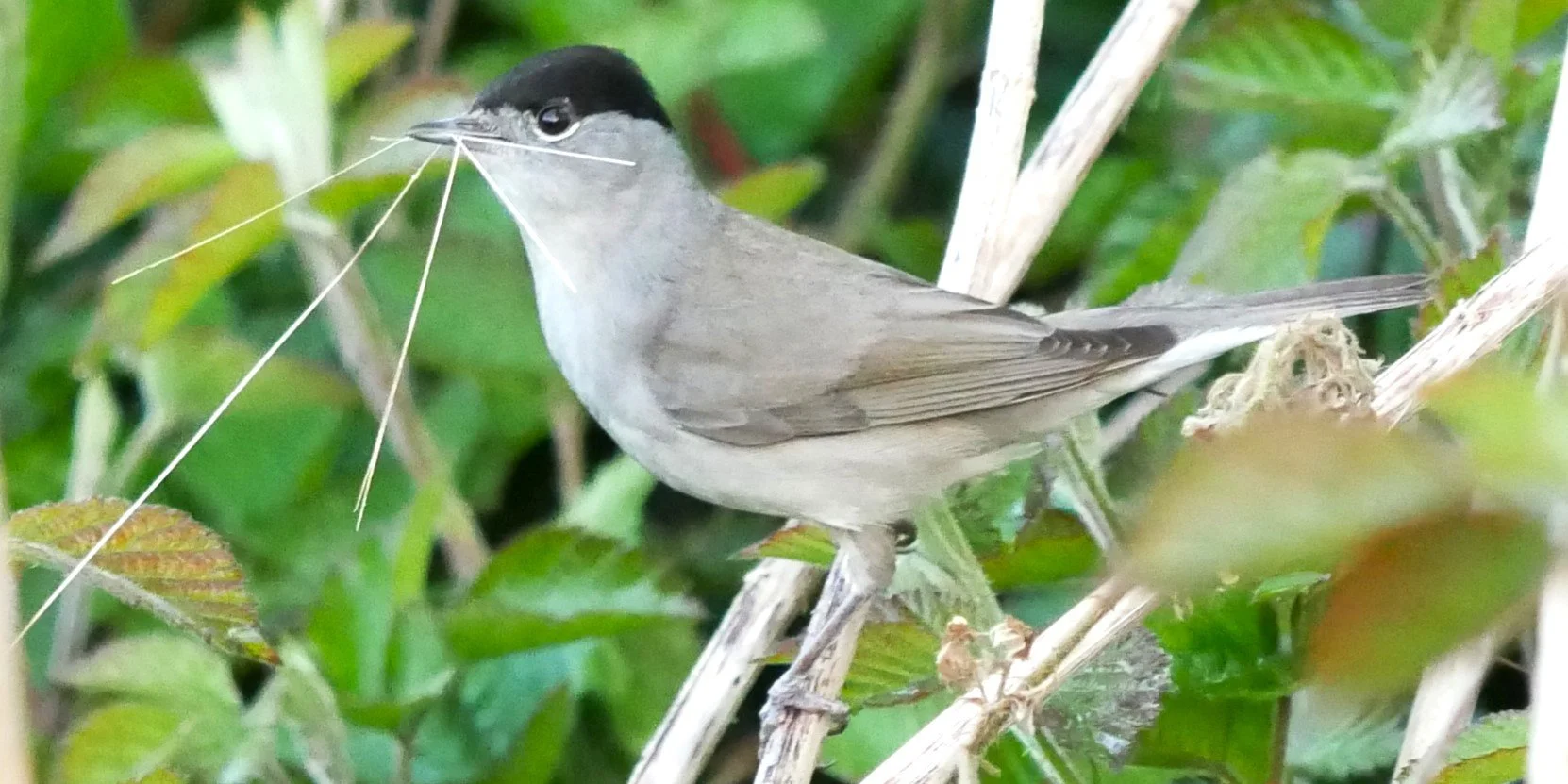 Blackcap - Noord Holland