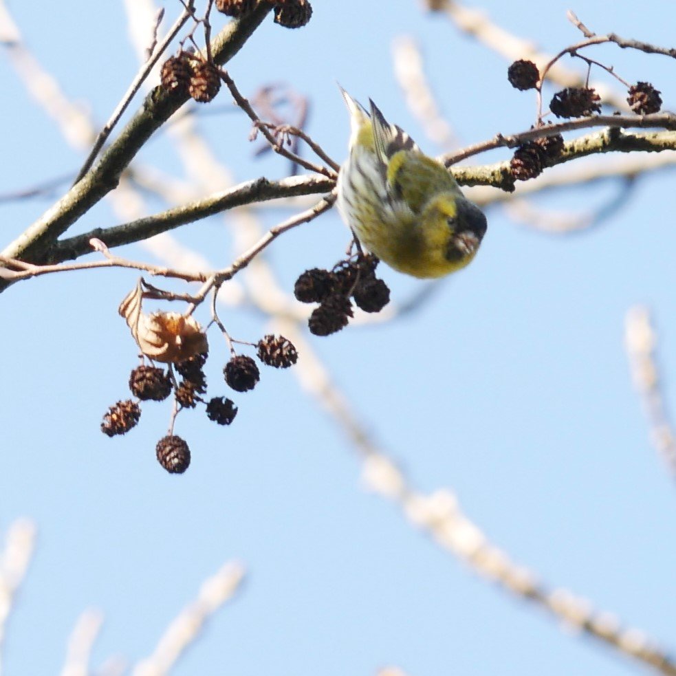 Siskin - Noord-Holland