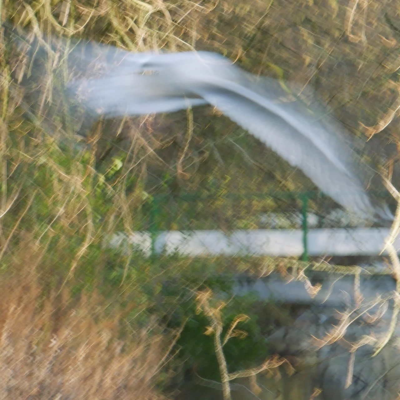 Black-headed gull, like ghosts - North-Holland
