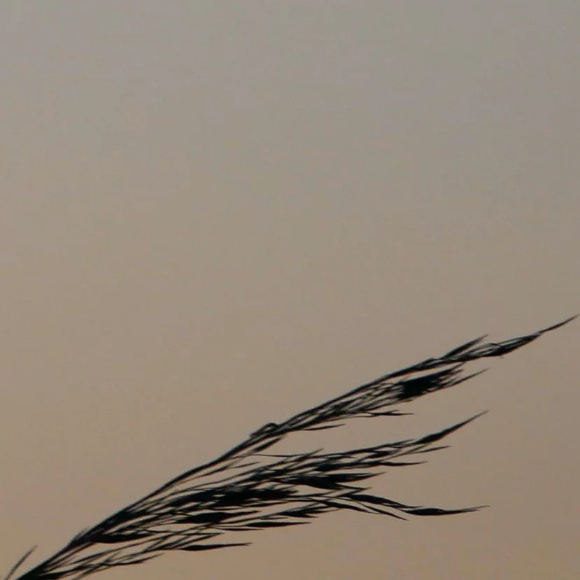 Gracious grass - Funen - 2026