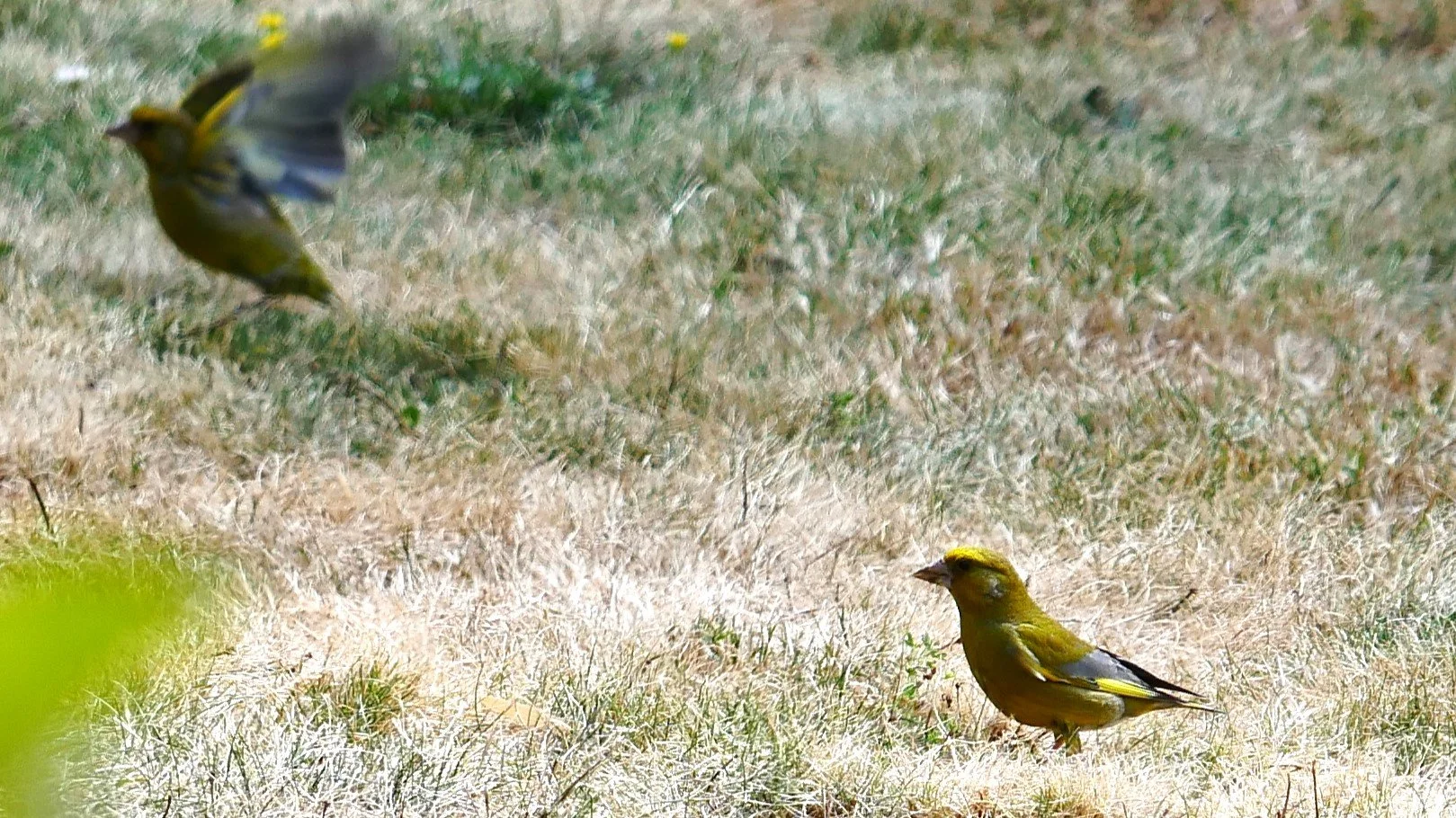 European greenfinch - Brittany - 2026