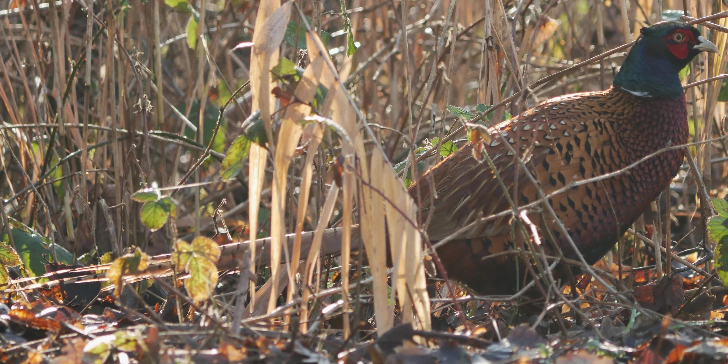 Pheasant - Noord-Holland