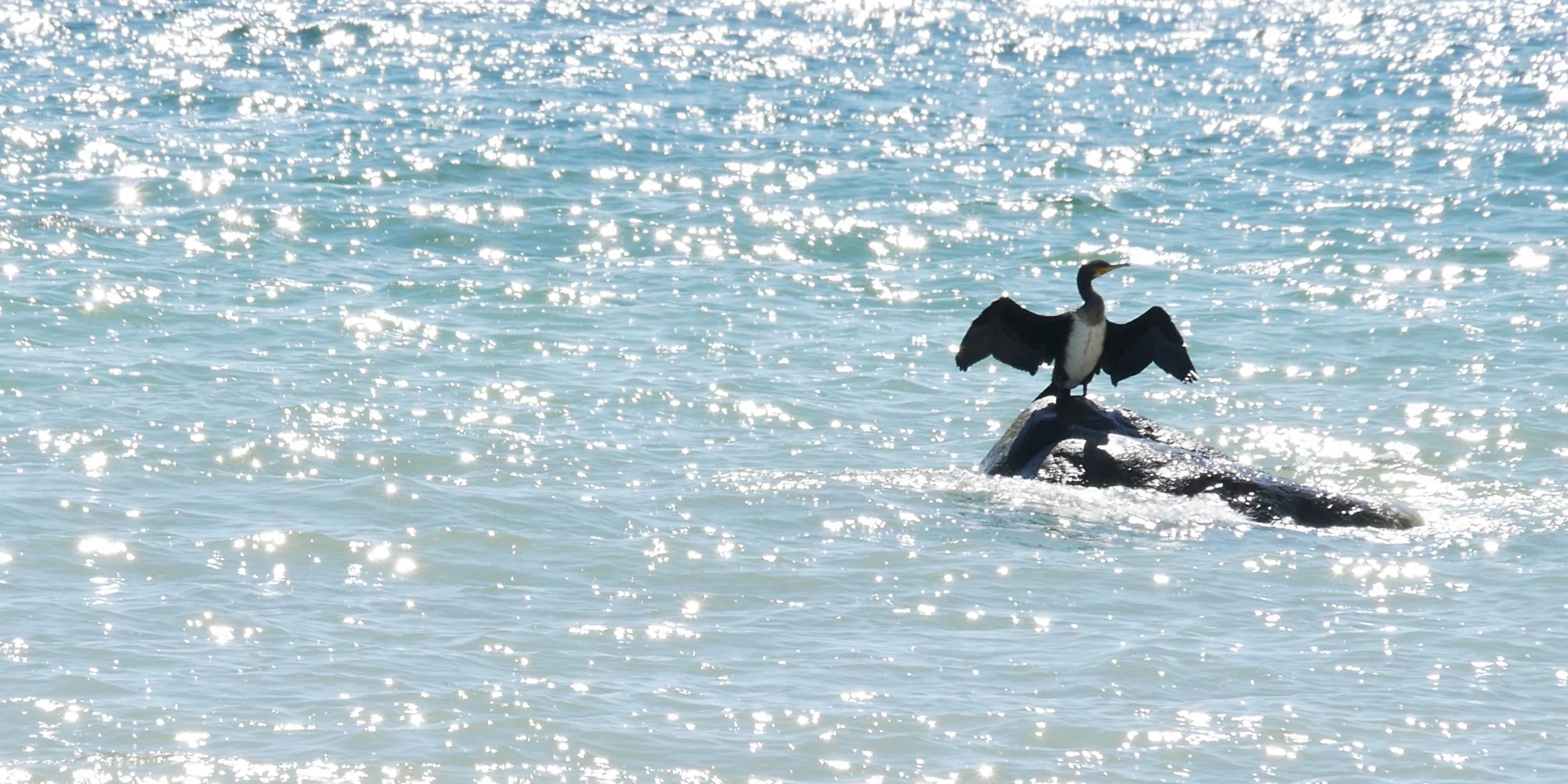 Great cormorant 2 - Møn - 2026
