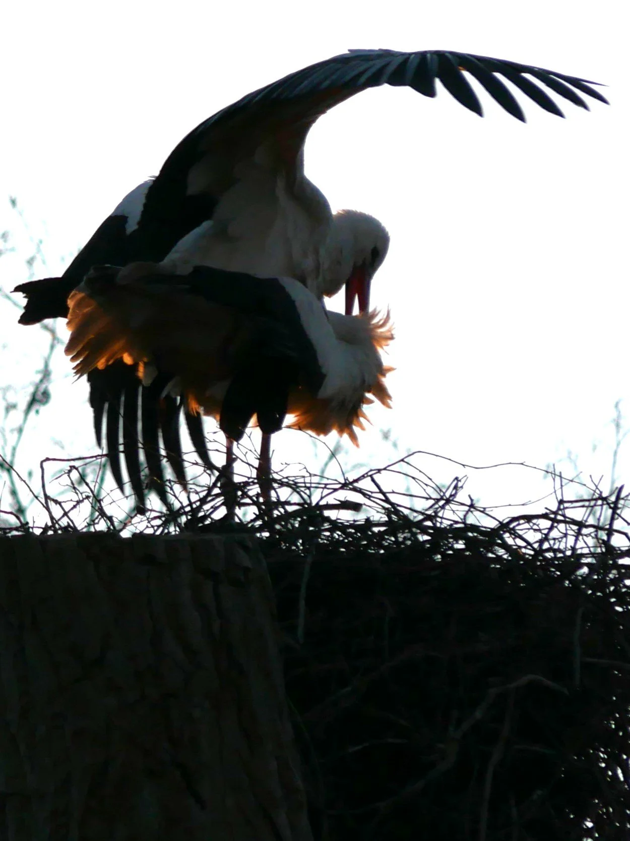 Storks - Noord Holland