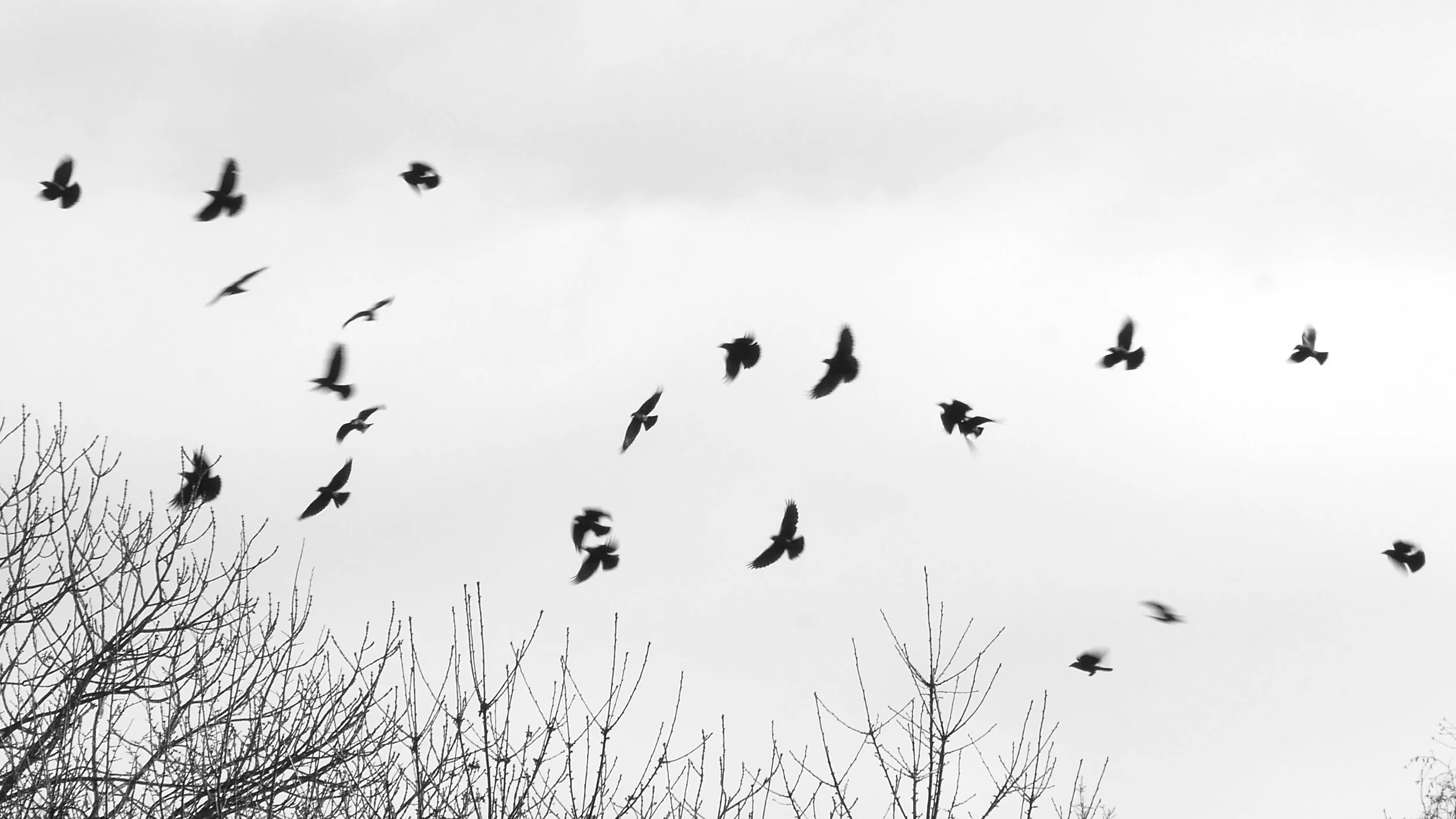 Jackdaws - Noord Holland