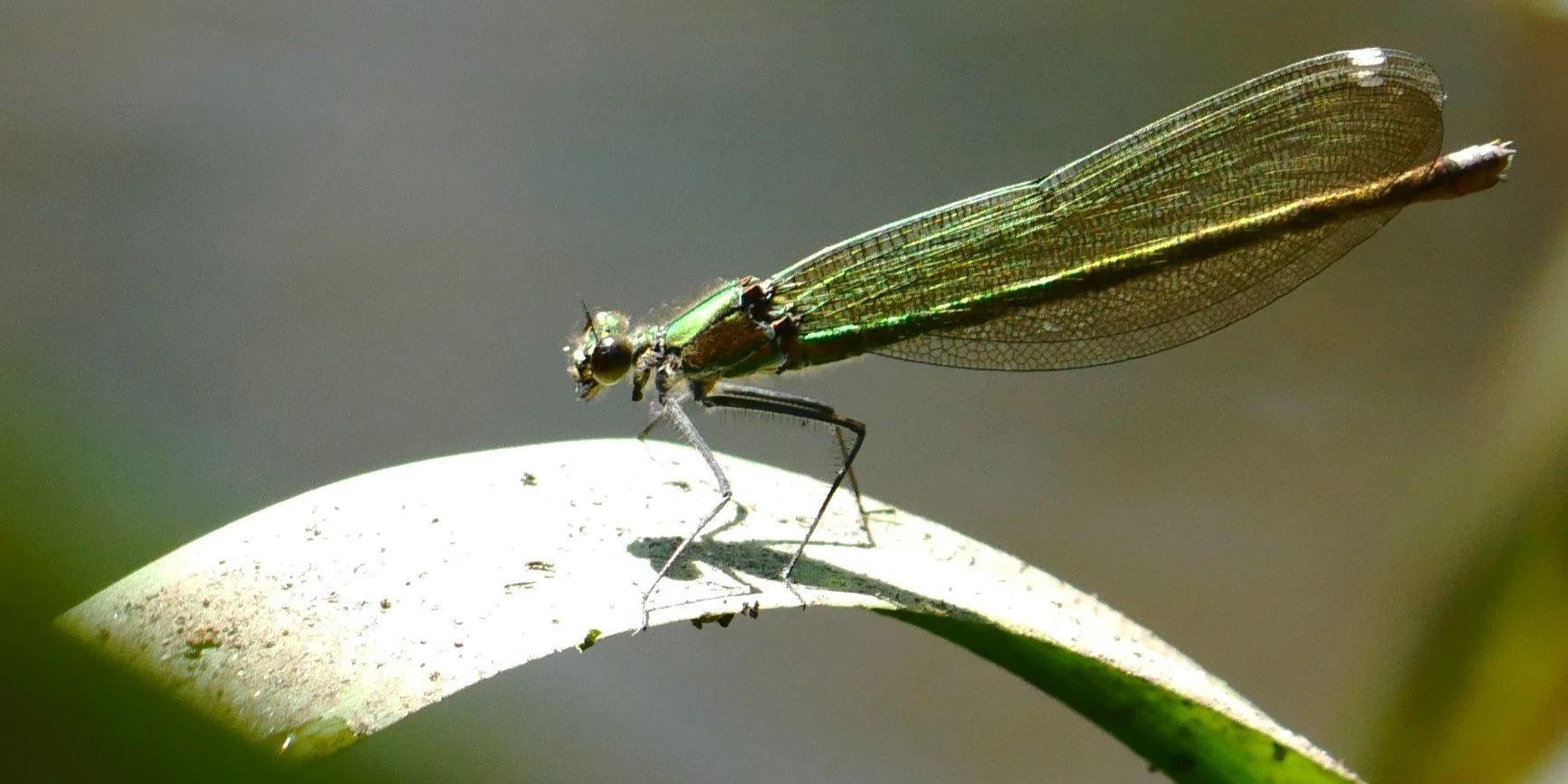Damsefly - Brittany - 2026