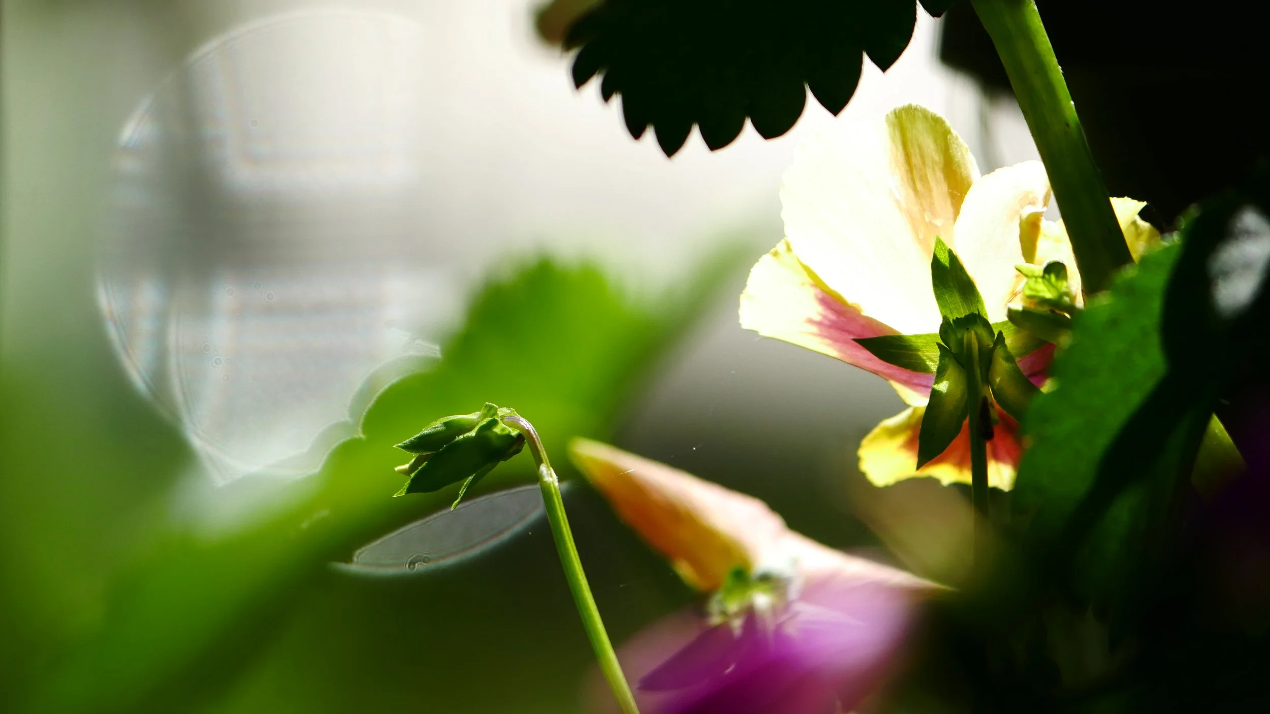 Pansy - Nord Holland - 2026 @aureliacg